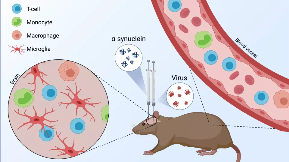 An illustration showing a rat injected with alpha-synuclein. A zoomed in circle displays immune cells in the brain. 