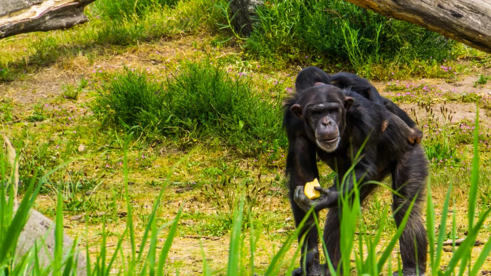 Photo of a chimpanzee. 