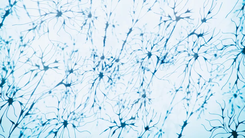 3-D photo of nerve cells that produce dopamine. 