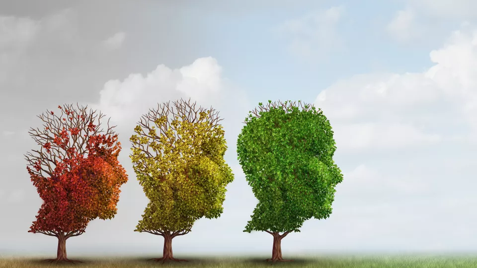Three trees on a row, whose crowns have the shape like a head bearing leaves with colors shifting from green to read and which are gradually falling of. Illustration. 