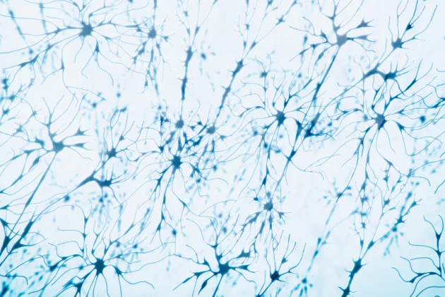 3-D photo of nerve cells that produce dopamine. 