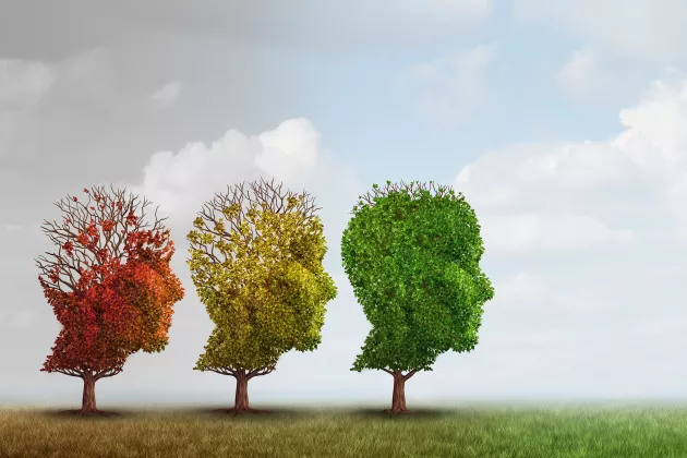 Three trees on a row, whose crowns have the shape like a head bearing leaves with colors shifting from green to read and which are gradually falling of. Illustration. 