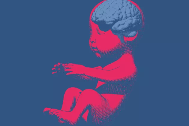 An illustration showing a fetus in red with a brain in blue. Illustration. 