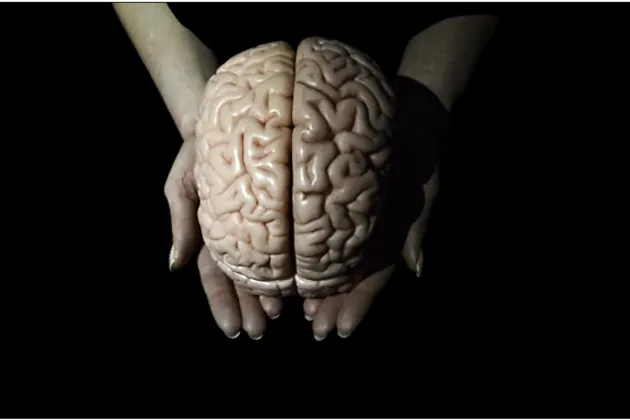 Hands holding a brain. Photo. 