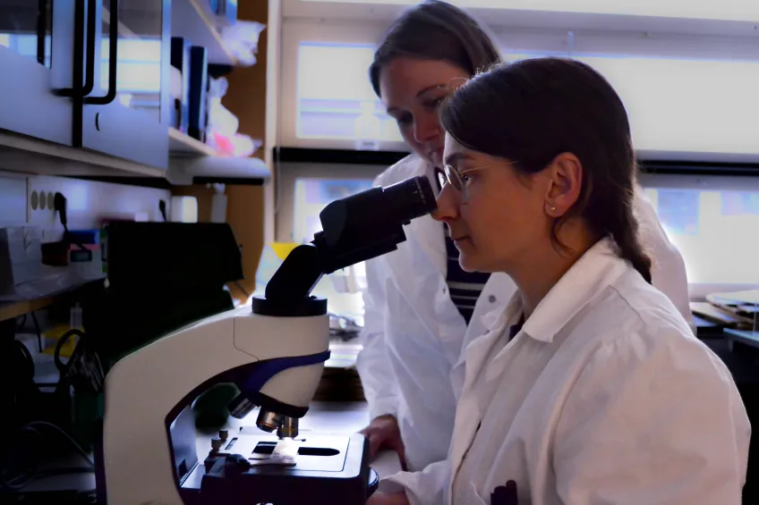 A person looking into a microscope. Photo. 