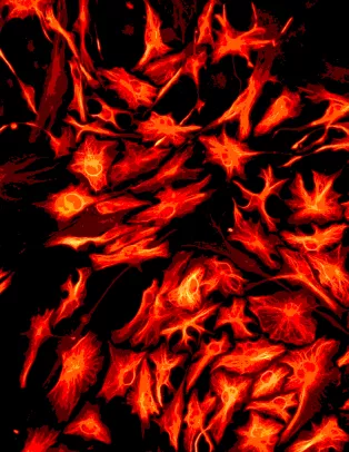 A night sky-like image of astrocytes derived from fibroblasts, human skin cells.