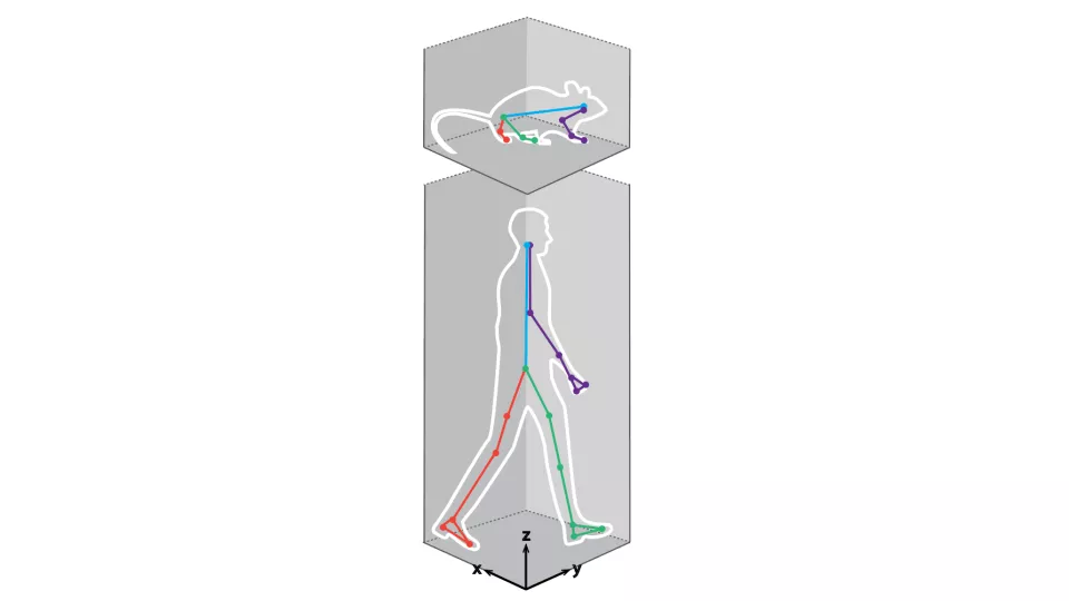 En bild på hur en mus och en människas rörelser mäts med vektorbaserat system. Illustration. 
