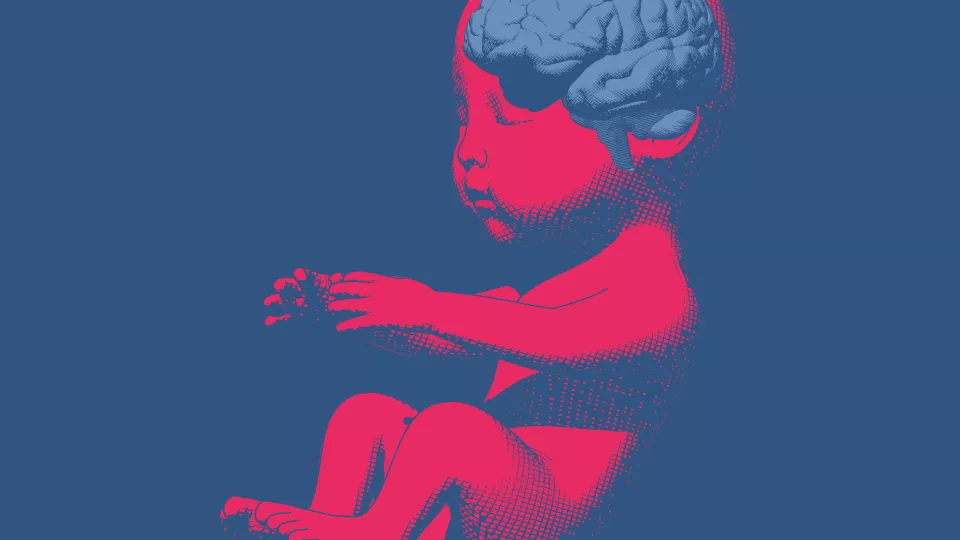 Ett foster i rött med en hjärna i blått. Illustration
