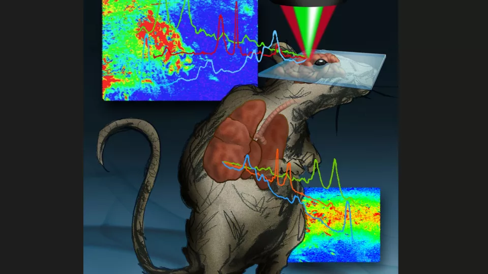 En råtta vars hjärna belyses av ljus från ett mikroskop. Illustration. 