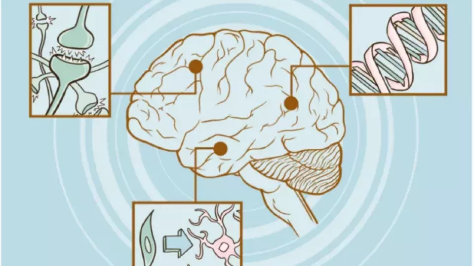 Illustration på hjärnan där 3 bilder visar framtidens alternativa behandlingar, som inkluderar genterapi, omvandling av våra egna celler till nervceller samt användningen av elektrcitet för cellers återbildning 