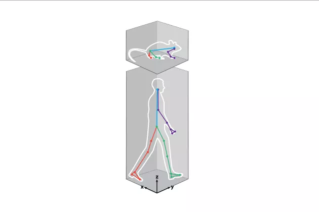 En bild på hur en mus och en människas rörelser mäts med vektorbaserat system. Illustration. 