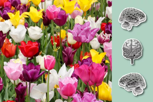 Tulpaner i olika färger och hjärnor. Illustration och kollage. 