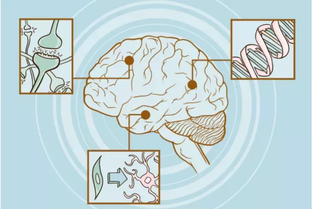 Illustration på hjärnan där 3 bilder visar framtidens alternativa behandlingar, som inkluderar genterapi, omvandling av våra egna celler till nervceller samt användningen av elektrcitet för cellers återbildning 