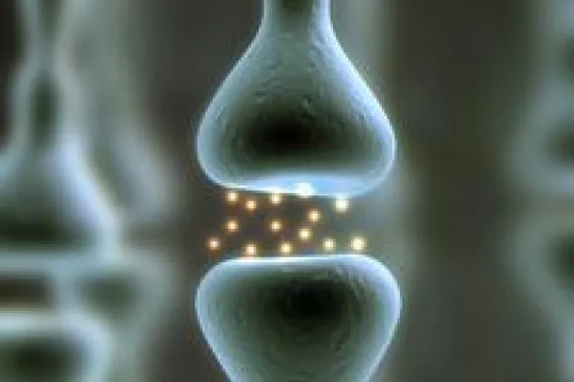 Bild på nervceller. 
