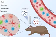 Illustration på en råtta som blivit injicerad med alfa-synuklein i hjärnan. En inzoomad cirkel visar immuncellerna i hjärnan. 