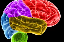 En färgglad illustration på en mänsklig hjärna där varje del av hjärnan fått en egen färg. Framloben är rod, temporalloben gul. 