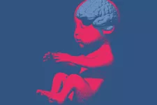 Ett foster i rött med en hjärna i blått. Illustration