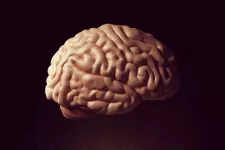 Human brain. Photo. 