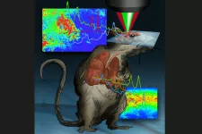 En råtta vars hjärna belyses av ljus från ett mikroskop. Illustration. 