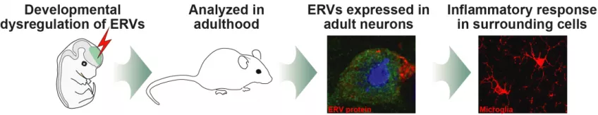 En schematisk bild som visar hur dysreglering av ERV tidigt i utvecklingen sedan kan analyseras i mössen genom att undersöka hur de uttrycks i vuxna nervceller och hur detta leder till inflammatoriskt svar i omkringliggande celler. 