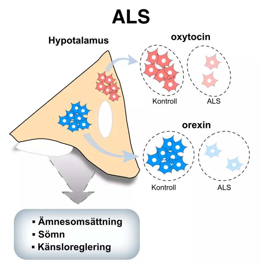 En schematisk illustration som visar att orexin och oxytocin från hypotalamus reglerar ämnesomsättning, sömn och känslor. Antalet nervceller som tillverkar  dessa ämnen är minskade i hjärnvävnad från ALS patienter jämfört med kontroller
