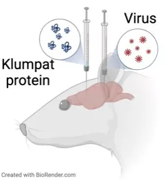 En illustration som visar hur en mus först injiceras med virus i hjärnan och därefter hopklumpat protein. 